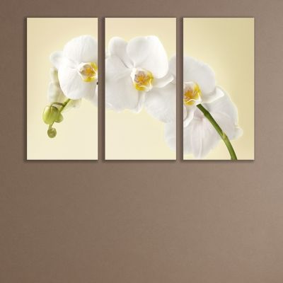 canvas wall art set white orchid