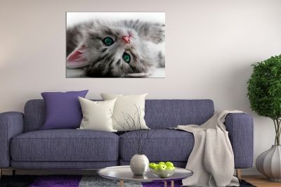 Canvas wall art Litle sweet cat in grey