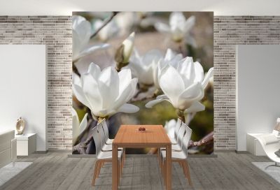 T0327 Wallpaper White magnolia