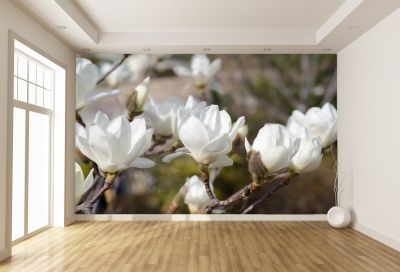 T0327 Wallpaper White magnolia