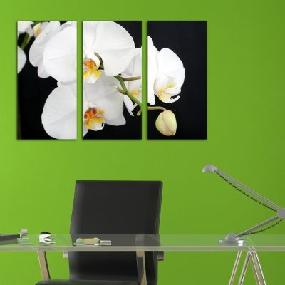 0138 Wall art decoration (set of 3 pieces) White orchid on a black background