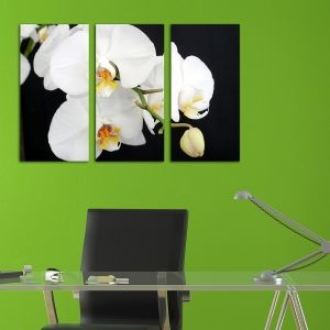 0138 Картина-пано от 3 части Бяла орхидея на черен фон