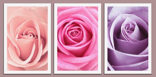 0073 Canvas 3 parts Roses, roses, roses ...