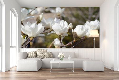 T0327 Wallpaper White magnolia